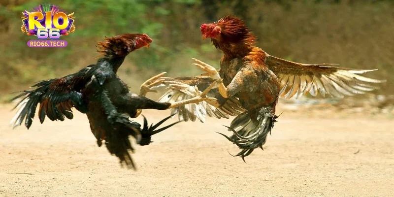 Một số thông tin về đá gà Rio66